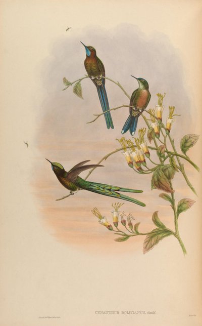 Cynanthus bolivianus = Aglaiocercus kingi smaragdinus by John Gould